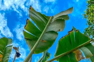 Cây chuối hiền hòa nép mình  mọc sau hè nhà