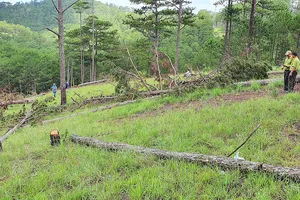 Nỗi lo thiếu người bảo vệ rừng