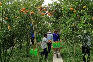 Rộn ràng mùa quýt hồng Lai Vung