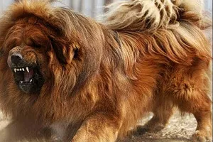 Chó ngao cắn vào đầu, cháu bé 8 tháng tuổi tử vong vì sốc mất máu