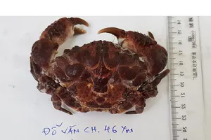 Ăn cua mặt quỷ, một ngư dân hôn mê, liệt hoàn toàn