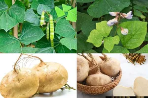 Ăn hạt cây củ đậu, 6 người nhập viện trong tình trạng rối loạn ý thức