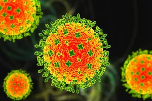 Bộ Y tế yêu cầu khẩn cấp củng cố các đội phản ứng nhanh ứng phó virus Nipah