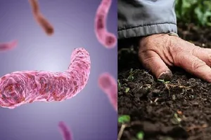 Bộ Y tế khuyến cáo khẩn sau 23 ca tử vong do bệnh “sốt đất” ở Thái Lan