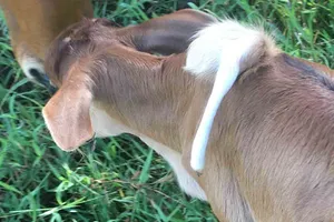 Chân mọc trên lưng chú bê có lông màu trắng