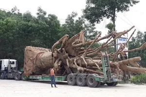 3 cây cổ thụ “khủng” chưa thể di chuyển ra Hà Nội vì 6 cây cầu yếu