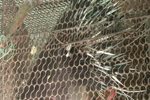 Những con nhím hoang dã mà bà Lê Thị Hằng chuẩn bị đưa đi tiêu thụ.