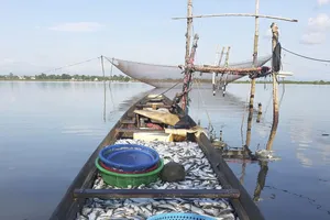 Ngư dân trúng mẻ cá mòi lớn