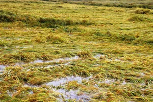 Lúa đông xuân chưa gặt xong đã cầu cứu Trung ương hỗ trợ vụ hè thu