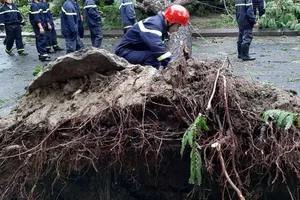 Rất nhiều cây xanh tại Huế bị gió bão số 5 đánh bật trốc gốc ​