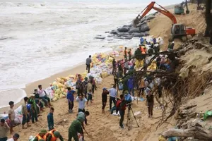 Hàng trăm người ứng cứu rừng dương bị sóng đánh bật gốc