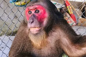 Cá thể khi đuôi lợn