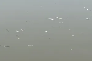 Cá tự nhiên chết bất thường nổi đầy mặt sông Ô Giang khiến người dân hoang mang