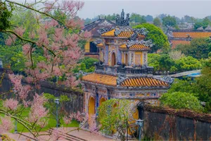 "Vương giả chi hoa" ở Hoàng cung Huế khoe sắc