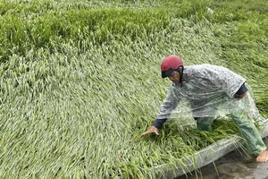 Mưa lớn, gió mạnh do ảnh hưởng không khí lạnh "trái vụ" đã làm ngã, đổ ít nhất 1.321ha lúa Đông xuân ở TP Huế