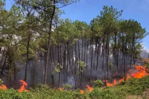 Nguy cơ cháy rừng ở Huế rất cao vì nắng nóng 