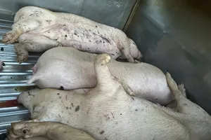 Phát hiện xe tải vận chuyển heo chết về cơ sở giết mổ ở Quảng Trị