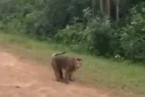 Cá thể nghi tấn công bé Q.