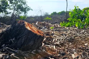 Huế báo cáo Thủ tướng vụ chặt phá hàng ngàn cây rừng phòng hộ ven biển