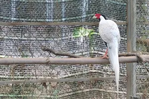 Gà lôi trắng ở Vườn quốc gia Bạch Mã