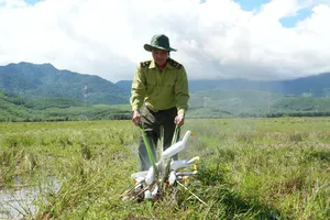 Gian nan giải cứu chim trời