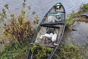 Bắt quả tang 2 đối tượng bẫy chim trời
