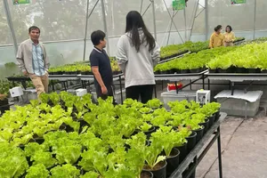 Mô hình trồng rau sạch nhà kính giúp nông dân TP Huế vươn lên thoát nghèo