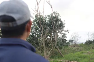 Thanh trà- nông sản tiến vua ở TP Huế bị chết hàng loạt