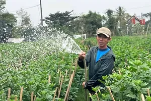 Người làm vườn ở Huế kỳ vọng vụ hoa Tết