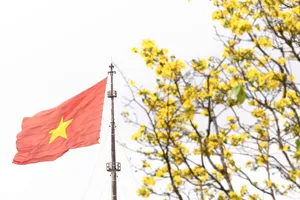 Hoàng mai vội nở, lỗi hẹn Tết Bính Ngọ