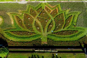 50.000 chậu hoa sắc pháo, hoa cánh bướm, mào gà… sắp đặt thành những cánh sen mềm mại, vươn nở giữa không gian Kinh thành Huế cổ kính