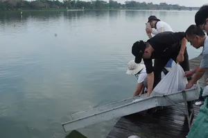 Thả 139.200 con cá giống xuống sông Hương
