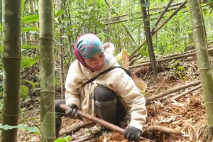 Phụ nữ Vân Kiều đào măng vầu