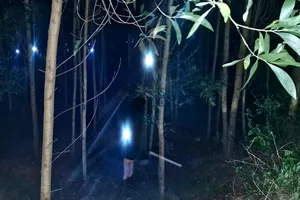 Bắt ve sầu trong rừng tràm thu bạc triệu mỗi đêm