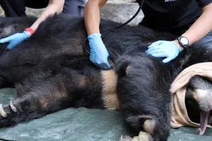 Cứu hộ cá thể gấu nuôi nhốt do một doanh nghiệp tại TPHCM tự nguyện giao nộp để đưa về Trung tâm Cứu hộ Gấu Việt Nam ở Bạch Mã.