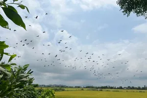 Đàn cò nhạn quý hiếm, với số lượng hàng trăm con bất ngờ xuất hiện tại cánh đồng lúa Văn Giang, trưa 26-4