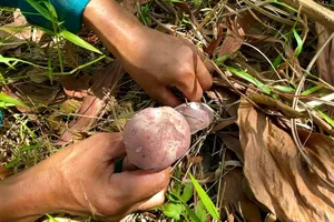 Dưới những gốc cây hay lớp lá mục ẩm ướt, từng tai nấm căng tròn, béo núc ních với màu nâu tím đặc trưng mọc lên san sát
