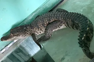 Cá thể cá sấu dài khoảng 1m