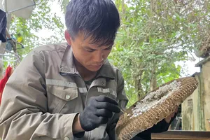 Nín thở xẻ tổ, lấy nhộng ong vò vẽ