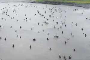 Đông đảo người dân và du khách lội bùn bắt cá trằm Trà Lộc