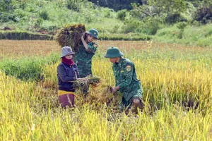 Bộ đội giúp dân gặt lúa chạy lũ ở Quảng Trị, TP Huế
