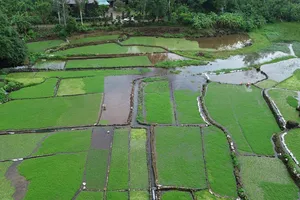 Ruộng rau liệt xen kẽ giữa các ngọn đồi đất đỏ bazan