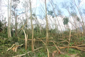 Rừng cây keo ở địa bàn huyện Kỳ Anh, tỉnh Hà Tĩnh bị bão cuốn gãy đổ hàng loạt