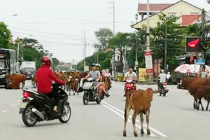 Bò thả rông  trên quốc lộ gây nguy cơ xảy ra tai nạn giao thông cao 