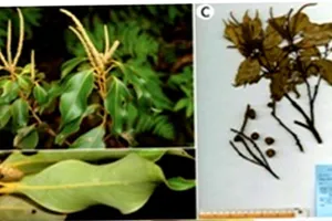 Phát hiện loài thực vật mới ở Vườn Quốc gia Vũ Quang