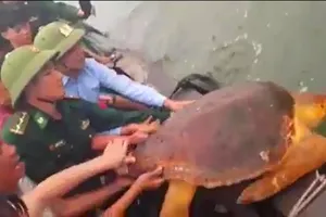 Thả rùa biển về lại môi trường tự nhiên