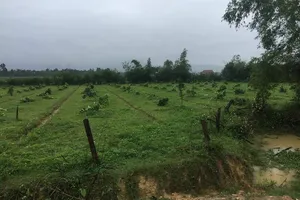 Hàng trăm gốc cây bưởi Phúc Trạch bị chặt hạ không thương tiếc