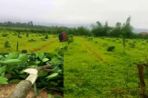 Hiện trường vườn bưởi Phúc Trạch bị chặt ngang gốc