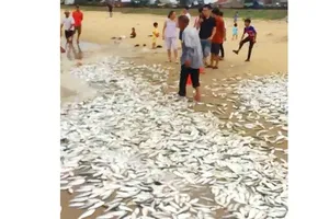 Cá vào bờ biển xã Cẩm Nhượng