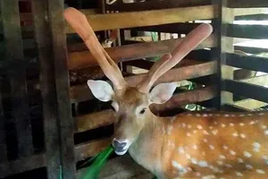 Một con hươu cho nhiều lộc nhung